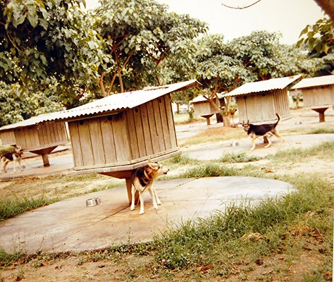 ARVN, Scout dog, training, south Vietnamese,canine, training