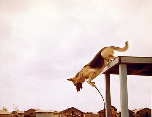 38th Scout Dog Platoon, 25th Infantry Division, handler, Cu Chi, training