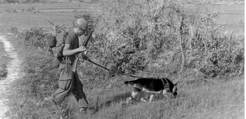 IPhoto of an infantry scout dog and handler