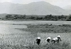 Vietnamese Peasants Planting Rice